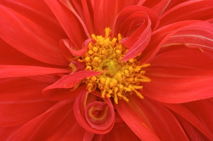 Red Dahlia Close Up
